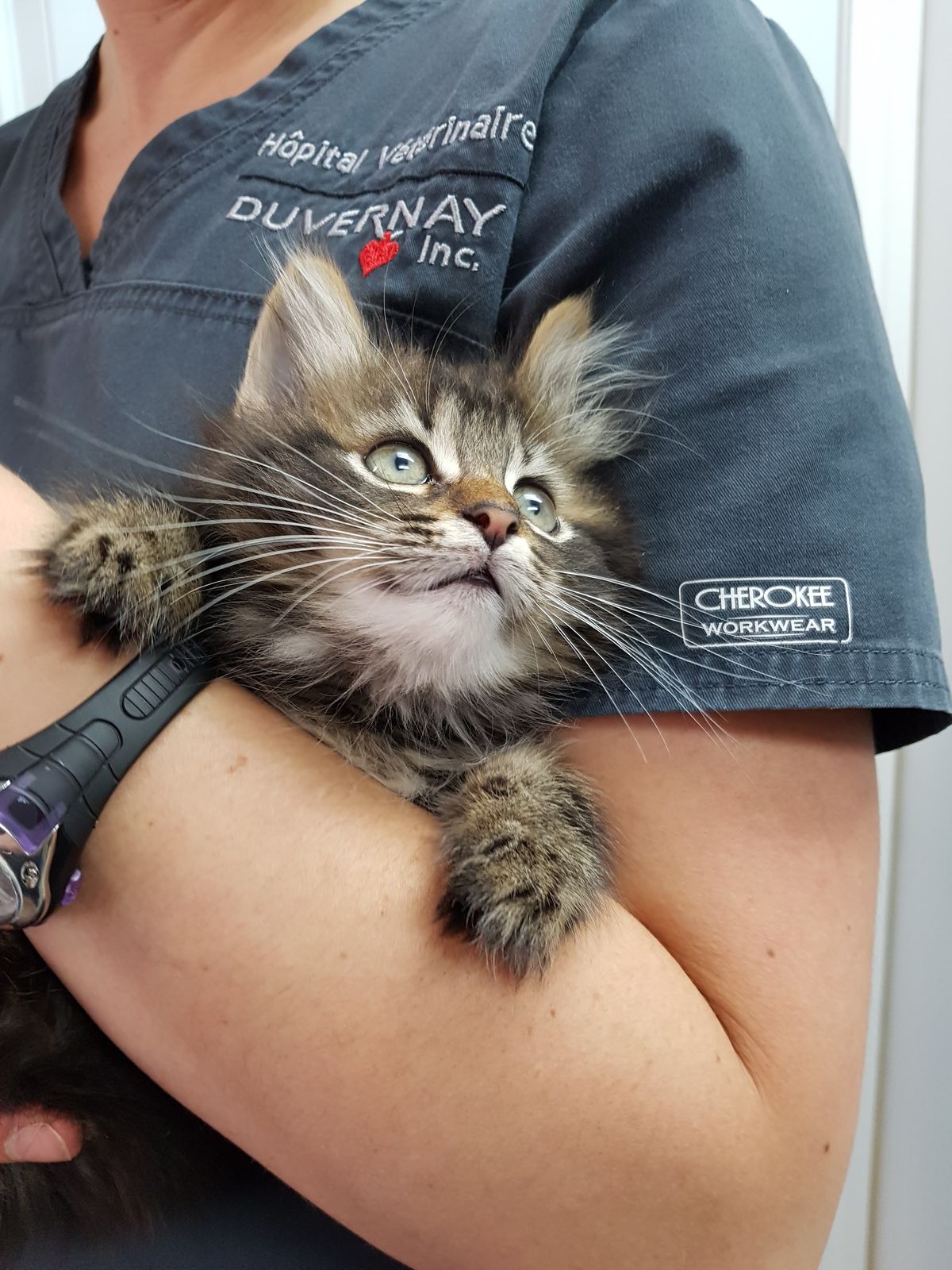 Chaton dans les bras de l’équipe — Hôpital Vétérinaire Duvernay