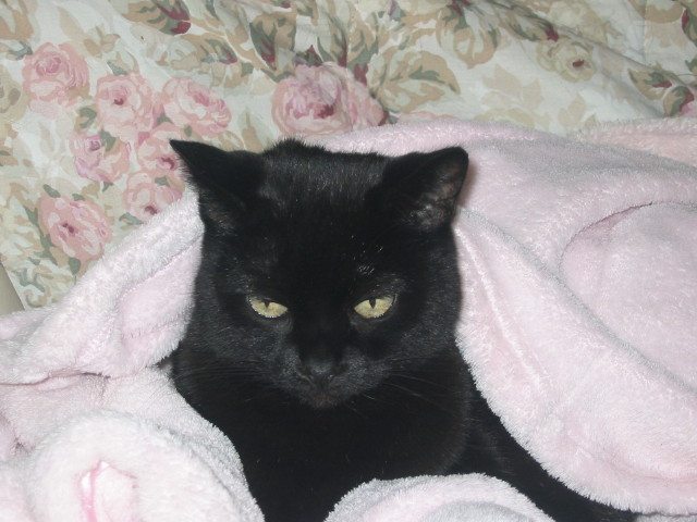 Chat noir — Hôpital Vétérinaire Duvernay