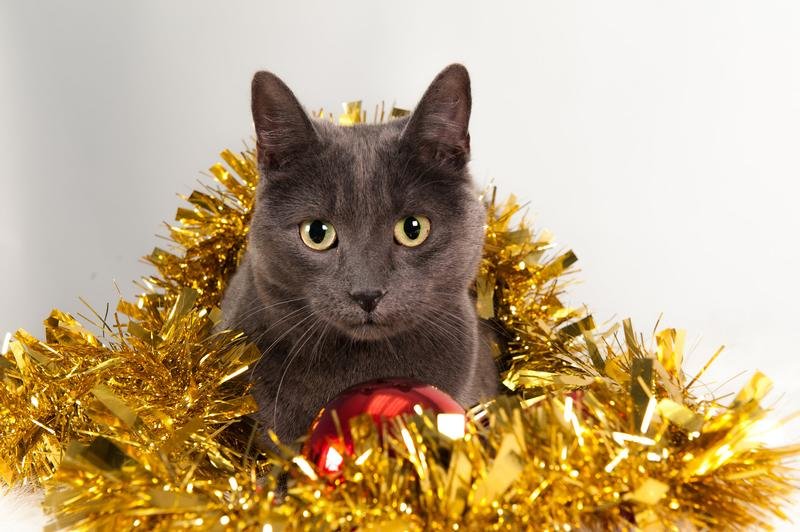 Chat gris des fêtes — Hôpital Vétérinaire Duvernay