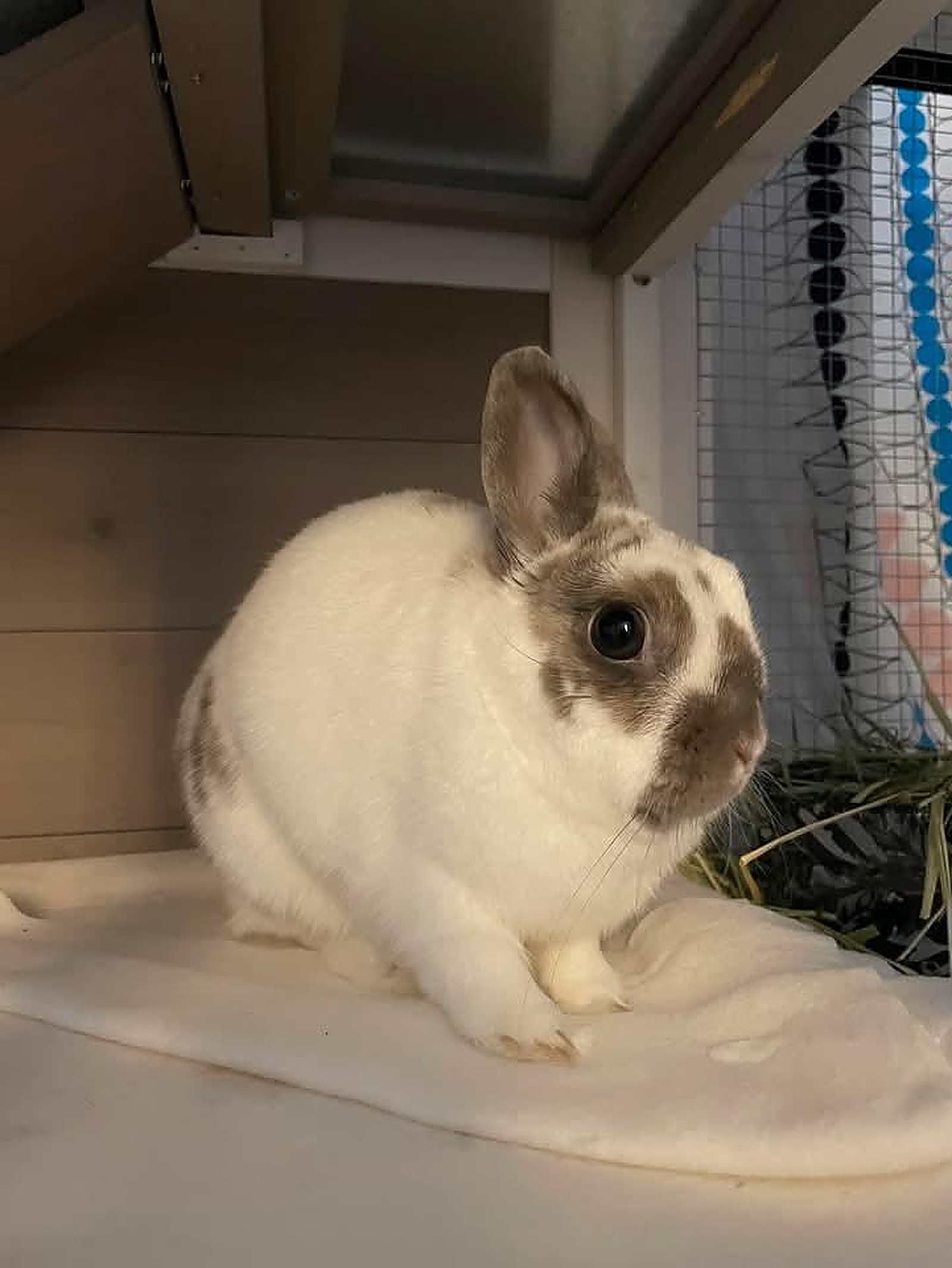 Lapin — Hôpital Vétérinaire Duvernay