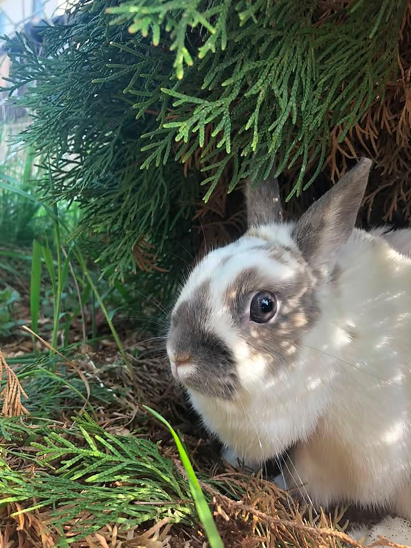 Lapin — Hôpital Vétérinaire Duvernay