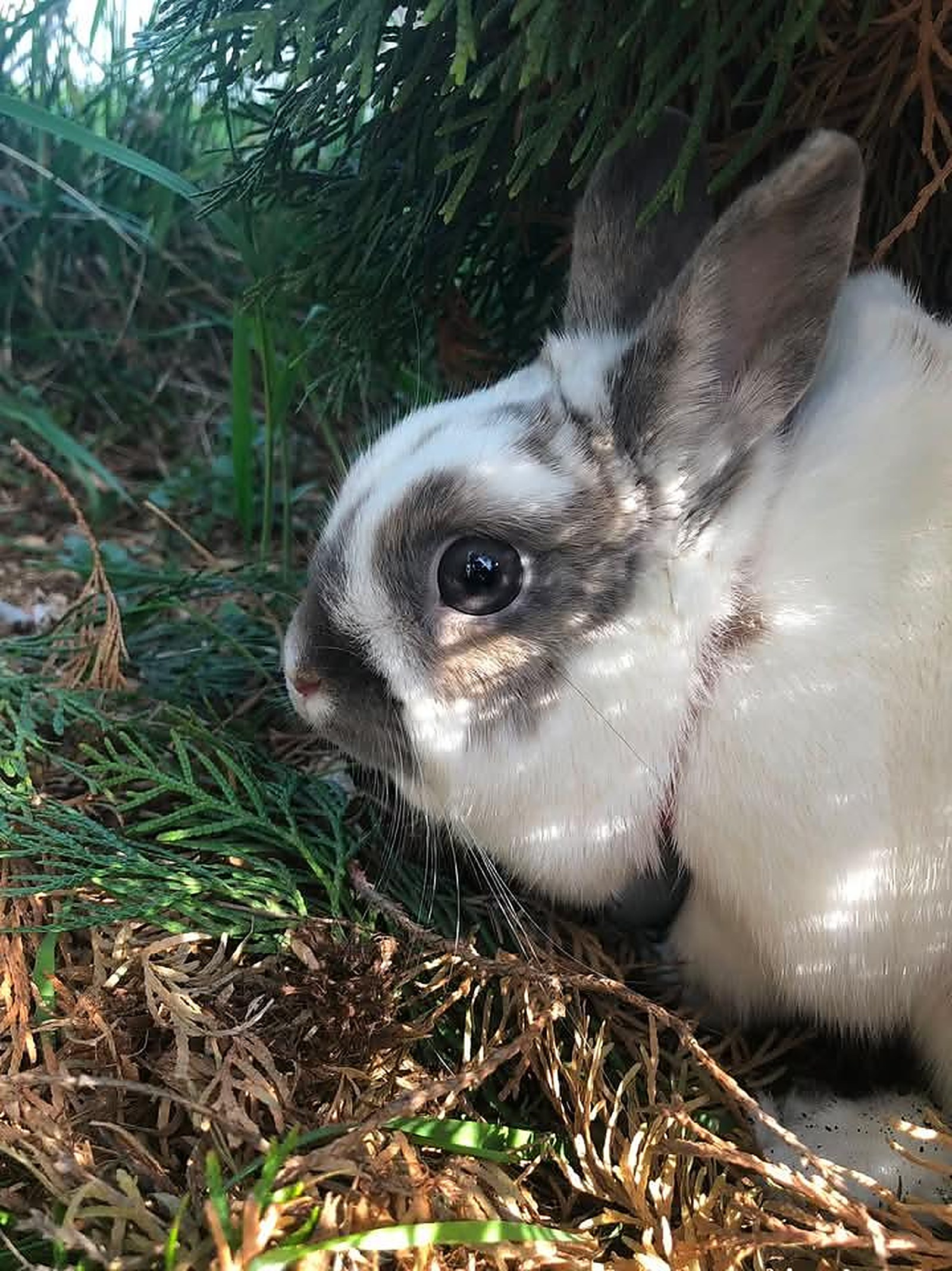 Lapin — Hôpital Vétérinaire Duvernay