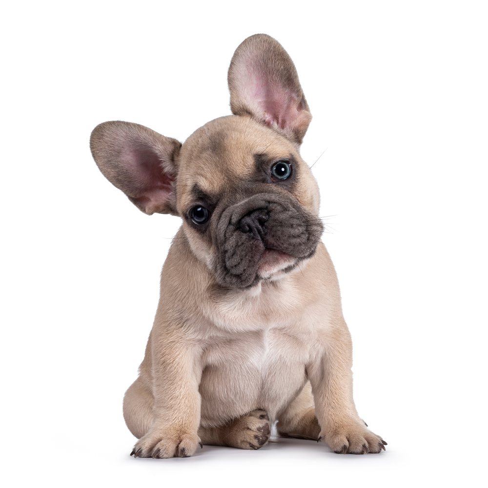 Chiot bouledogue français — Hôpital Vétérinaire Duvernay