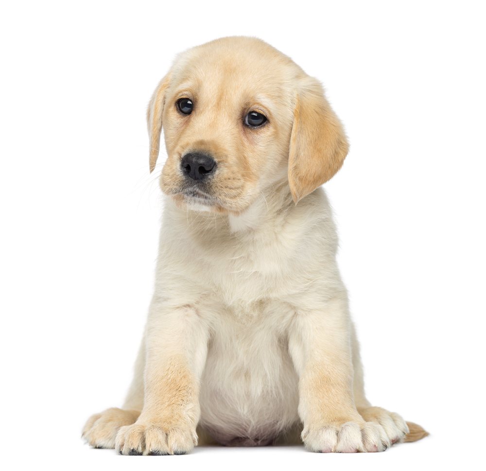 Chiot labrador — Hôpital Vétérinaire Duvernay