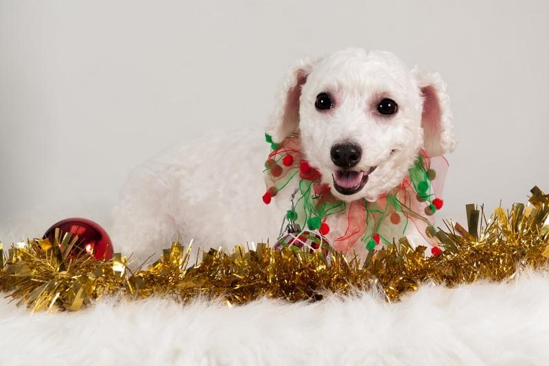 Petit chien blanc des fêtes — Hôpital Vétérinaire Duvernay