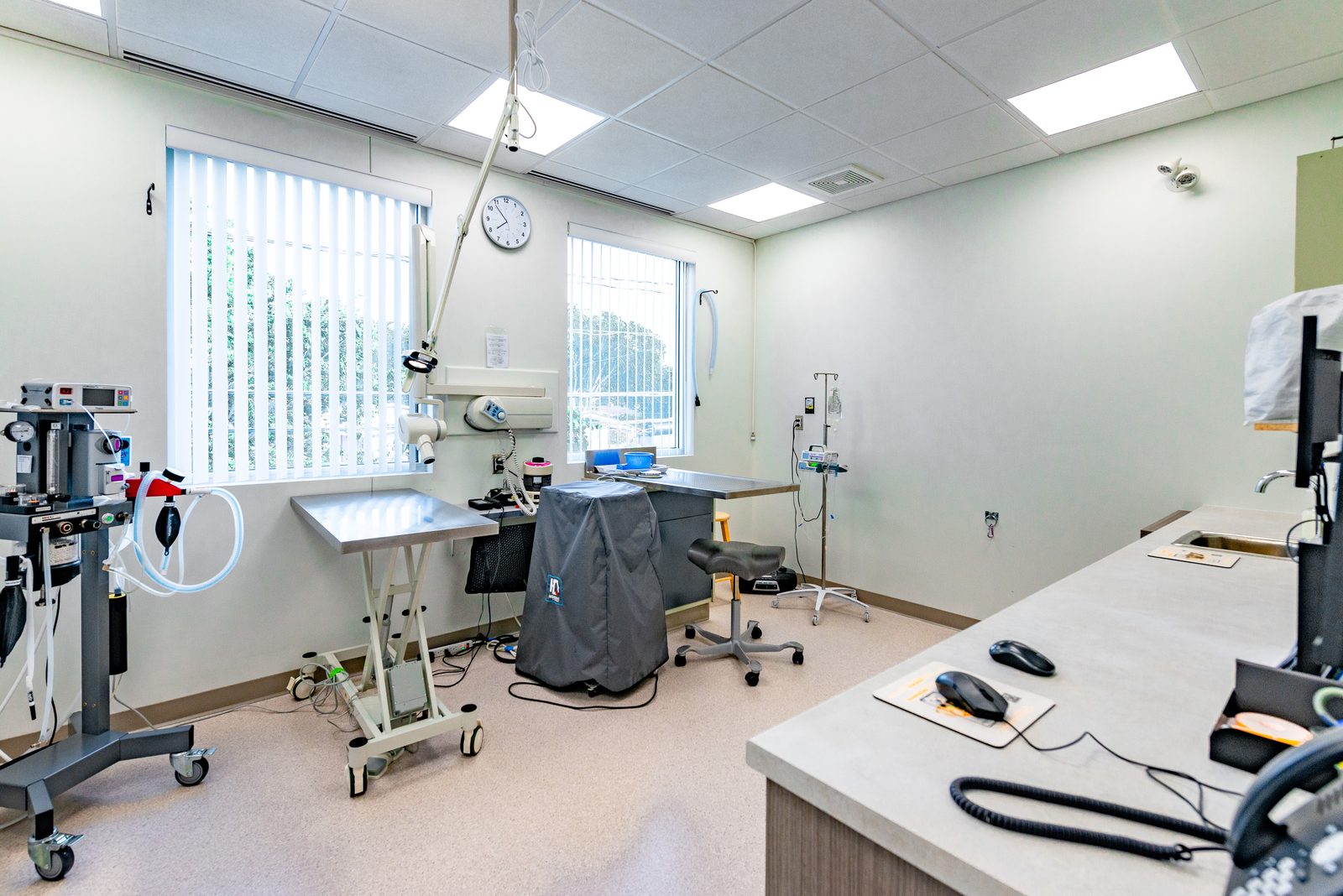 Dentisterie — Hôpital Vétérinaire Duvernay